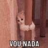 GATINHOS 🥰 12