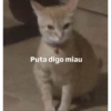 Y si 10