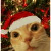 Natal cat. | @ocenferios Haki. 6