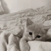 𑄹     ׅ   cats 🐾 7