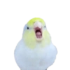 Birds 2.0 12