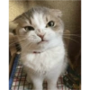 Pets fofos  20