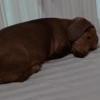 Perros salchicha 2.0 7