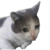 Gatitos Tiernos 😍🤯✨ 8