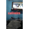 Gatinho 8