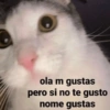 😸 Gatos pal chat 😎🤙 2 13