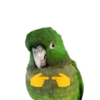 Birds 2.0 24