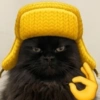 Gatos Random 🐈‍⬛ XDXD 🤣 10
