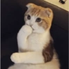 GATOS LOCOS 2 11