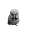 Birds 2.0 18