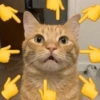 Gatos Random 🐈‍⬛ XDXD 🤣 8