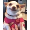 Dogs Funny Faces 13