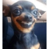 Dogs Funny Faces 12