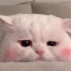 Chateada | Triste | Reações 😕 15