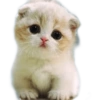 ☆funny pets 6