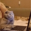 GATOS LOCOS 2 21