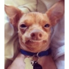 Dogs Funny Faces 29