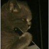 GATOS LOCOS 2 25