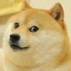 Cats and dogs funny 12