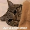 Gatitos Memes😺✨💕17 16