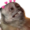 Memes de animalitos ❤️‍🩹 9