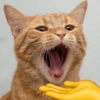 Gatos Random 🐈‍⬛ XDXD 🤣 5