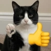 Gatos Random 🐈‍⬛ XDXD 🤣 11
