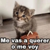 Me vas a querer @Harley_Stickers o me voy