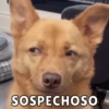 SOSPECHOSO