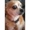 Dogs Funny Faces 10