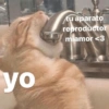 😸 Gatos pal chat 😎🤙 2 8
