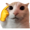 Gatitos para el chat 🫪 2 9