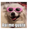 Gatiperros para resonder.  18
