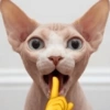 Gatos Random 🐈‍⬛ XDXD 🤣 9