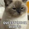 QUE ESTUPIDEZ DIJISTE