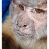 Monkys  5