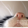 Memes de pelos  15