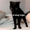 Gatitos Memes😺✨💕17 12