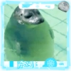 Foca adorável 🦭 29