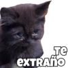 Perro y gato 6
