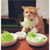 Сумасшедшие кошки 1 8