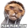 KUCING 5