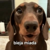Más y Más Perritos 🐶🐾 7