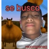 Perro  5