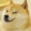 Cats and dogs funny 10