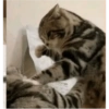 Pets fofos  7