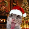 Natal cat. | @ocenferios Haki. 11