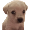 Shitpost3 25