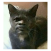 Сумасшедшие кошки 1 13