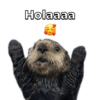 Holaaaa